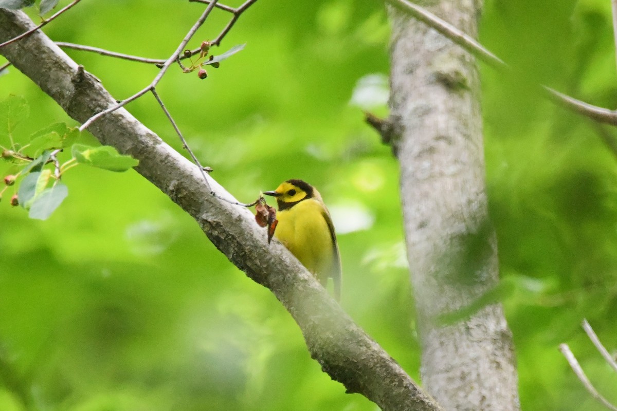 Hooded Warbler - ML620244177