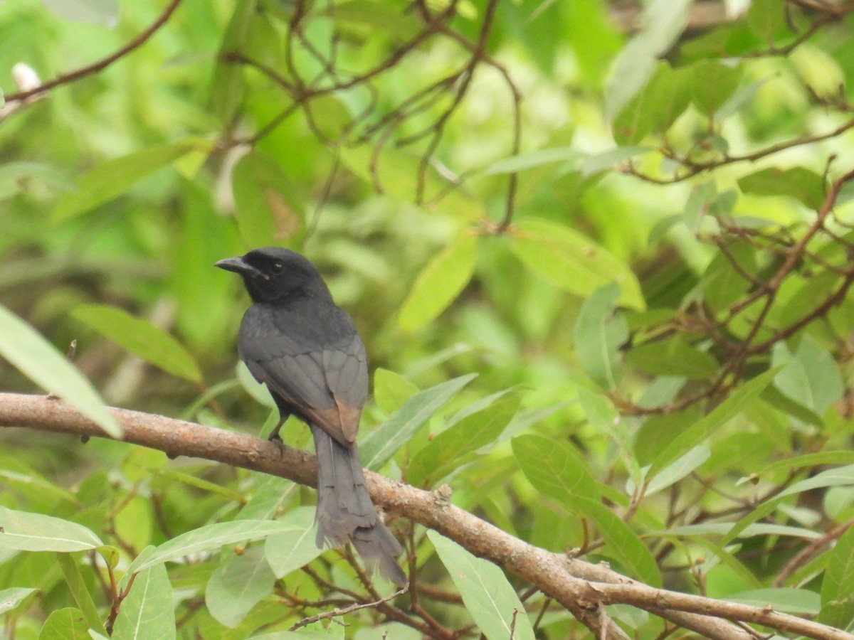 Black Drongo - ML620244181