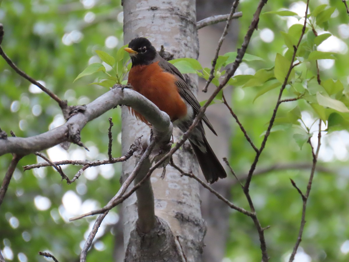 American Robin - ML620244183