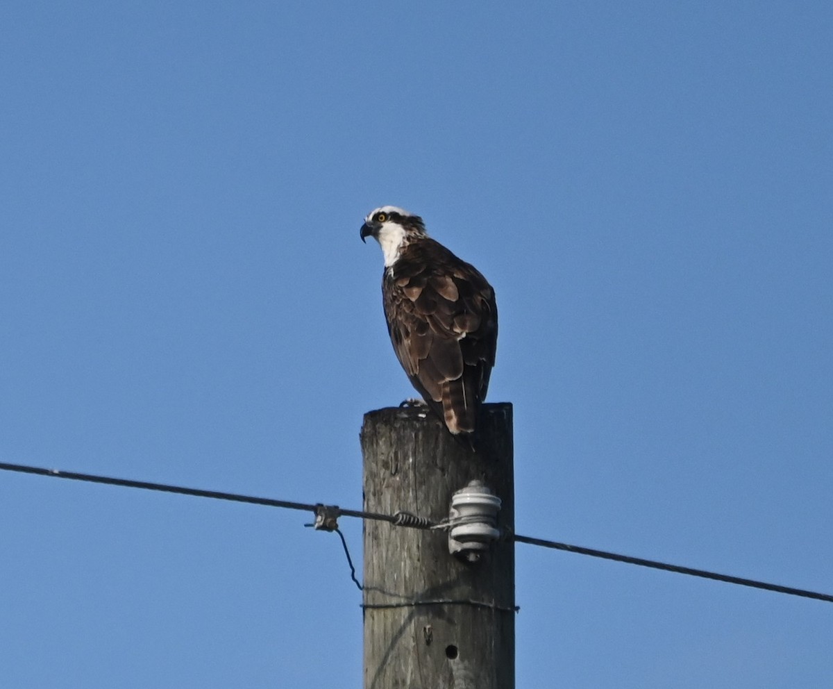 Águila Pescadora - ML620244187