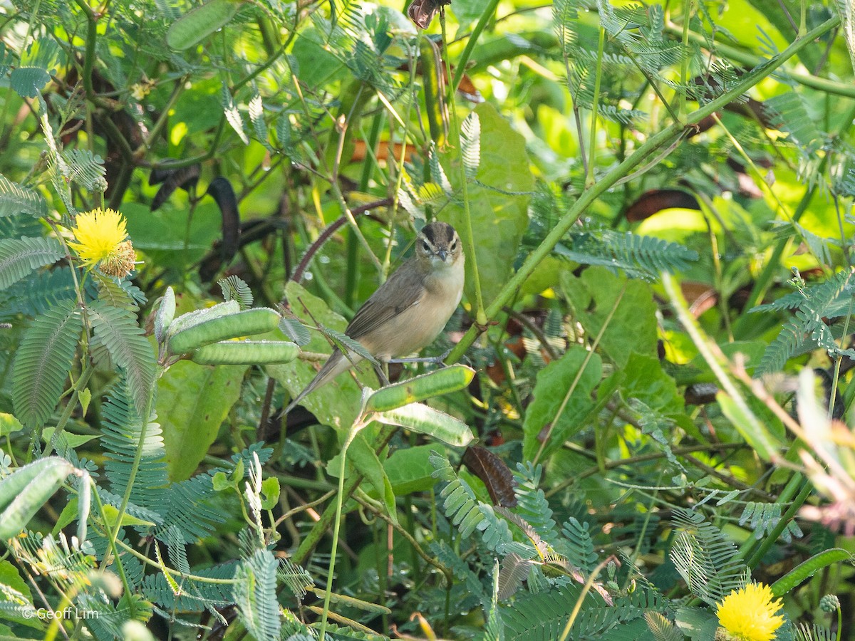 Black-browed Reed Warbler - ML620244192