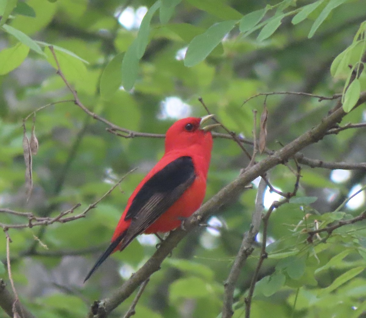 Scarlet Tanager - ML620244193