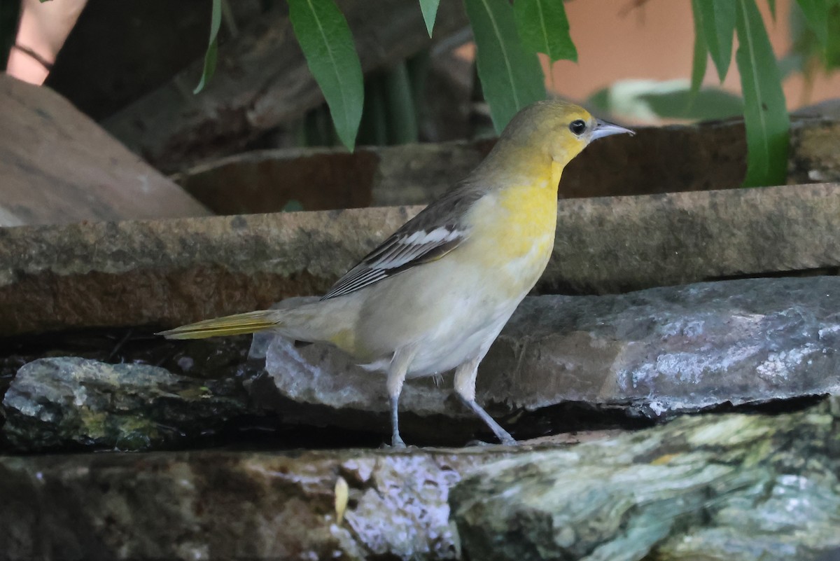 Bullock's Oriole - ML620244199