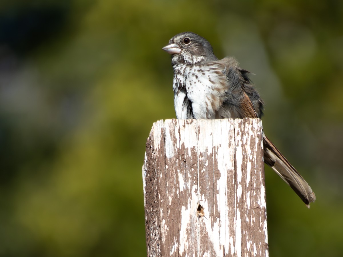 Fox Sparrow (Thick-billed) - ML620244202