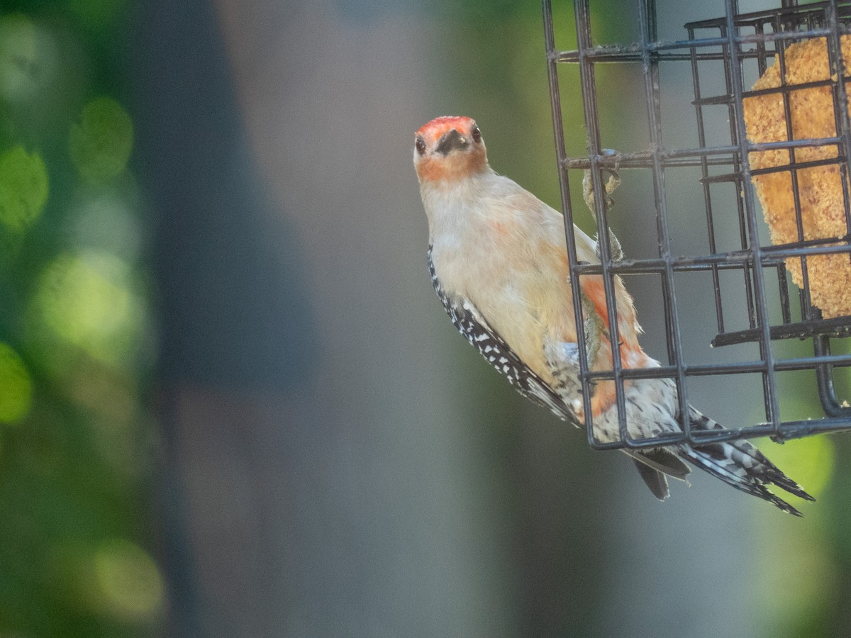 Red-bellied Woodpecker - ML620244209