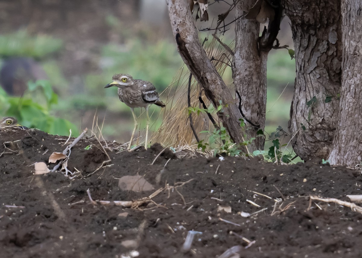 Indian Thick-knee - ML620244215