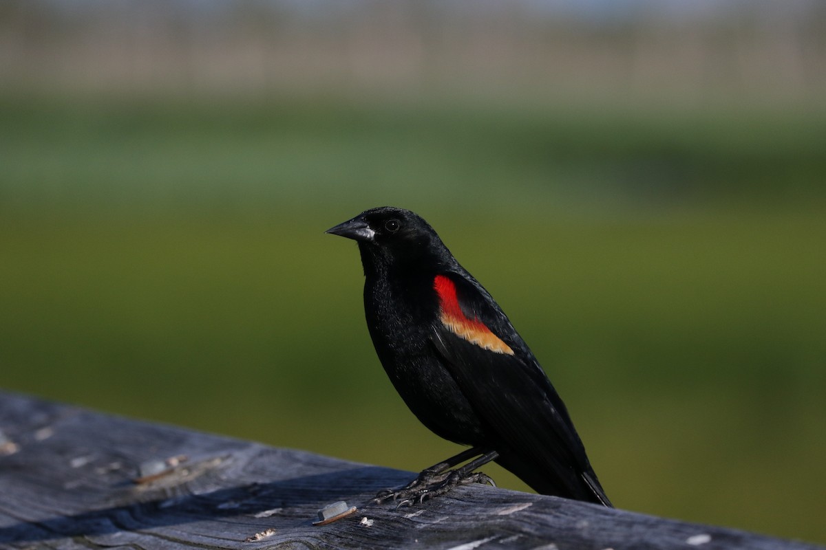 Red-winged Blackbird - ML620244221