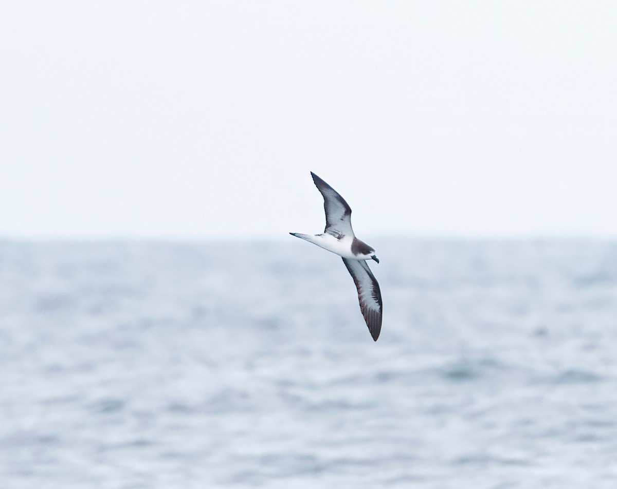 Petrel de Galápagos - ML620244223