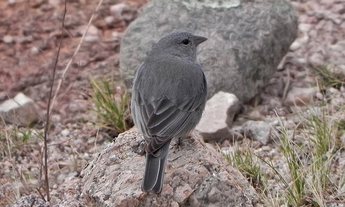 Plumbeous Sierra Finch - ML620244231