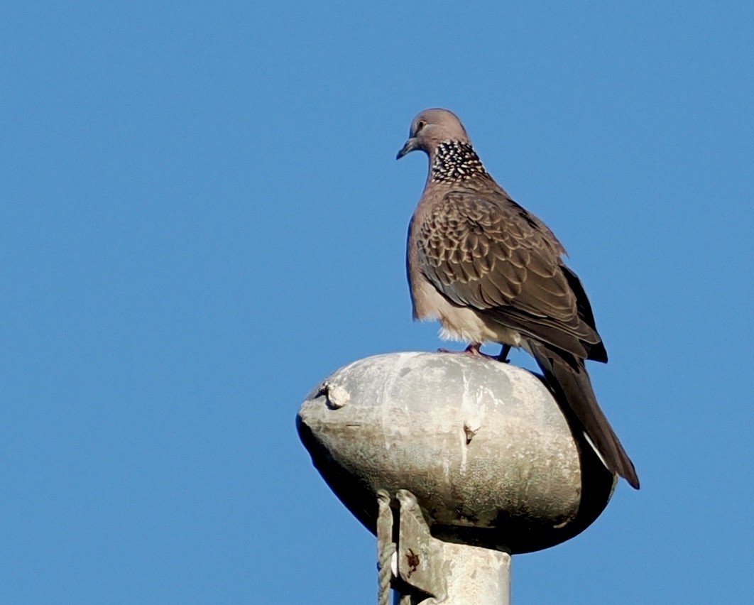 Spotted Dove - ML620244233