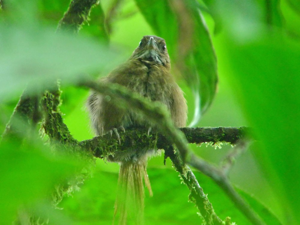 Stripe-breasted Spinetail - ML620244237