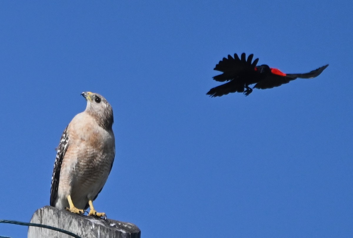 Red-shouldered Hawk - ML620244241