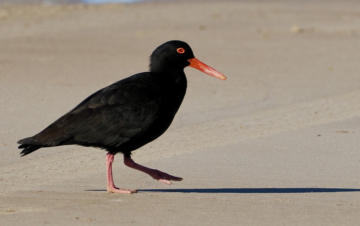 Sooty Oystercatcher - ML620244243