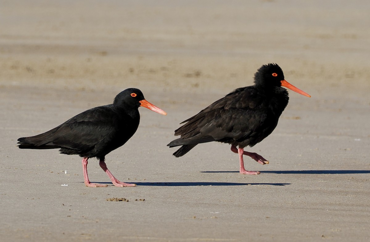 Sooty Oystercatcher - ML620244244