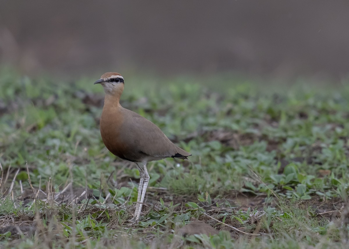 Indian Courser - ML620244254