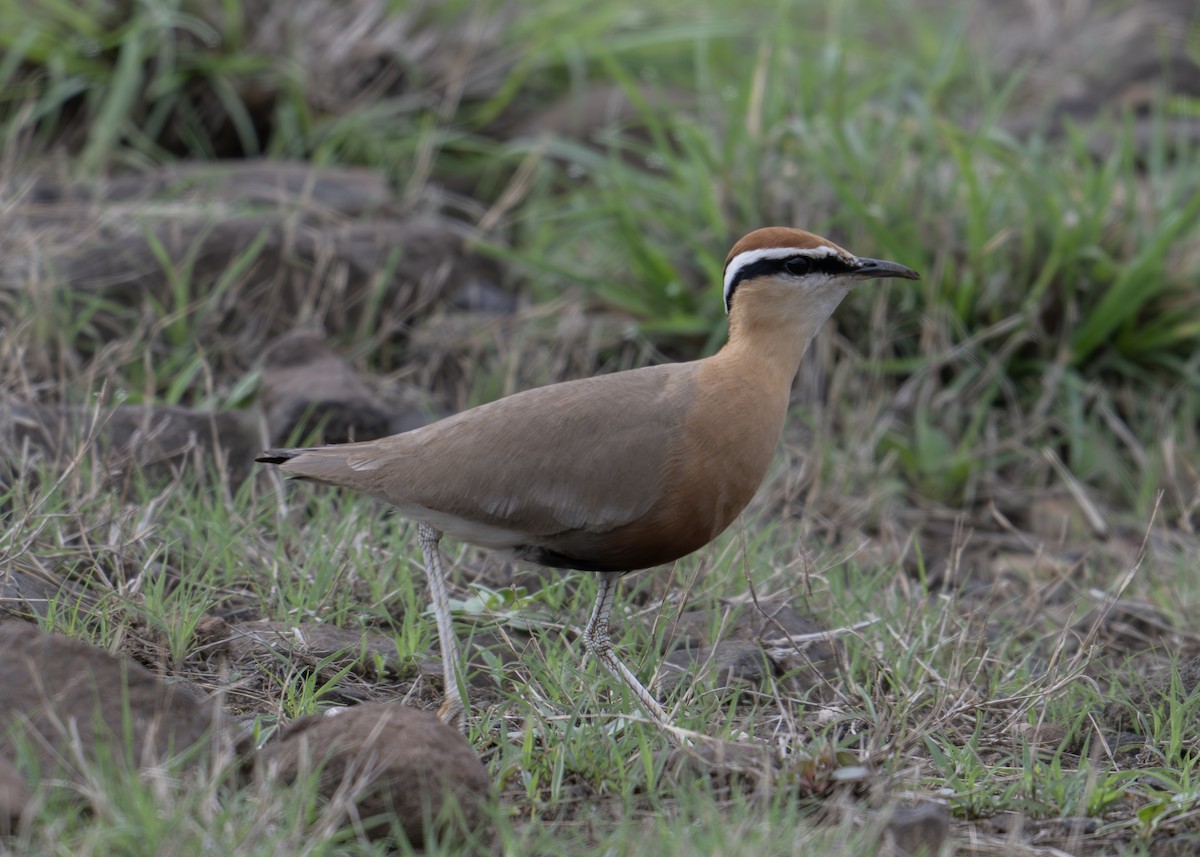 Indian Courser - ML620244255