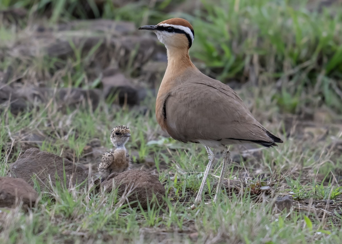 Indian Courser - ML620244257