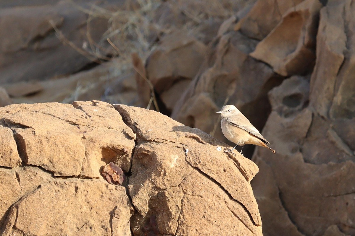 Persian Wheatear - ML620244260