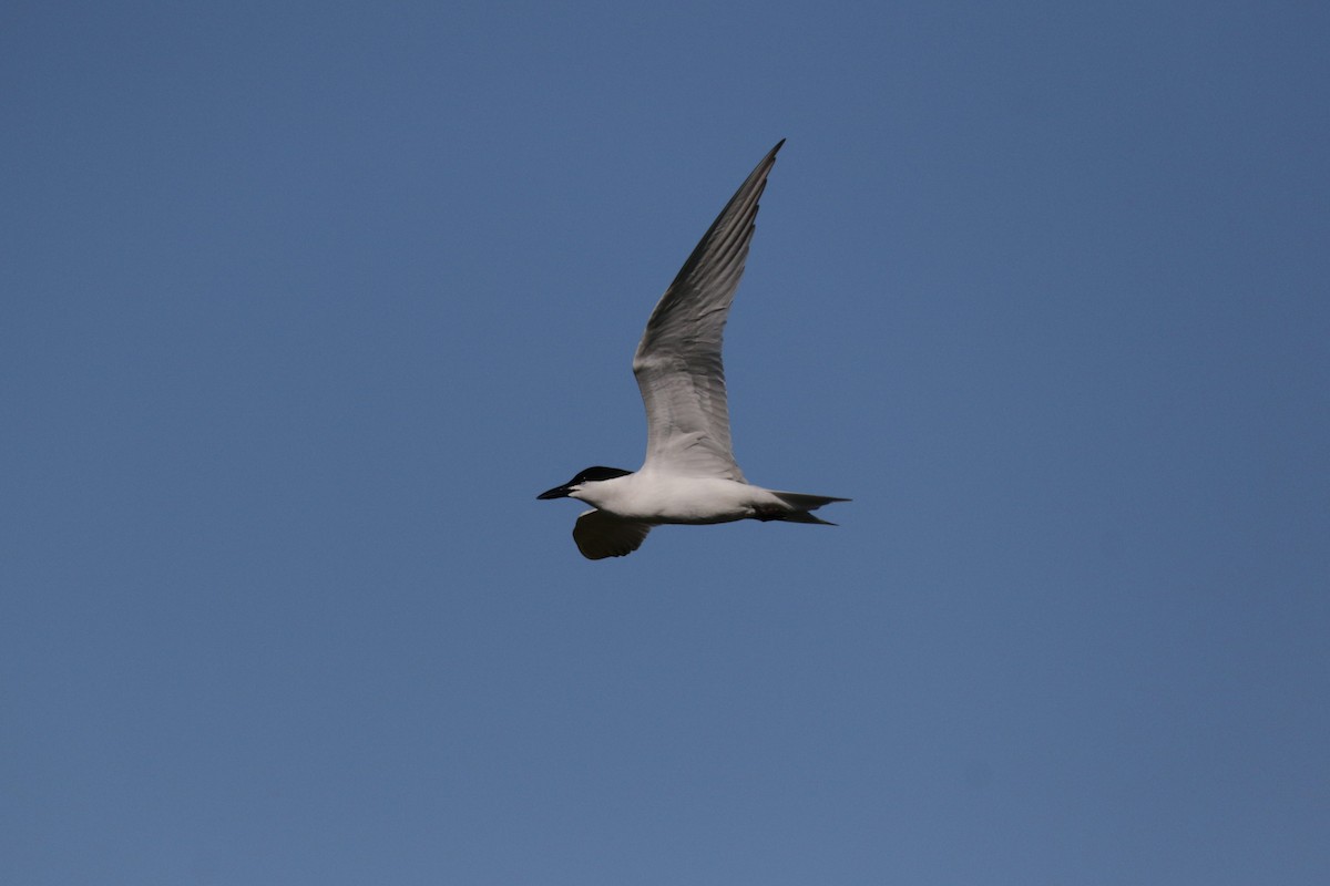 Gull-billed Tern - ML620244268