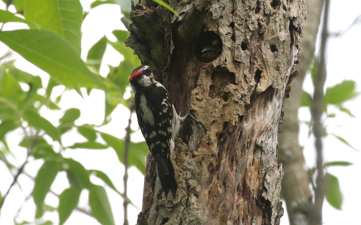 Downy Woodpecker (Eastern) - ML620244269