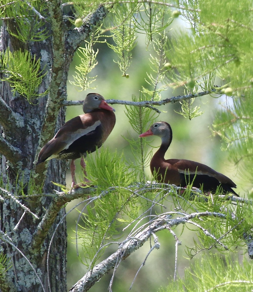 Black-bellied Whistling-Duck - ML620244272