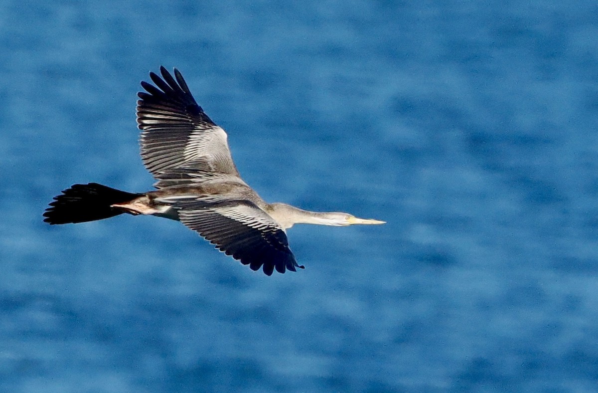 Anhinga d'Australie - ML620244275