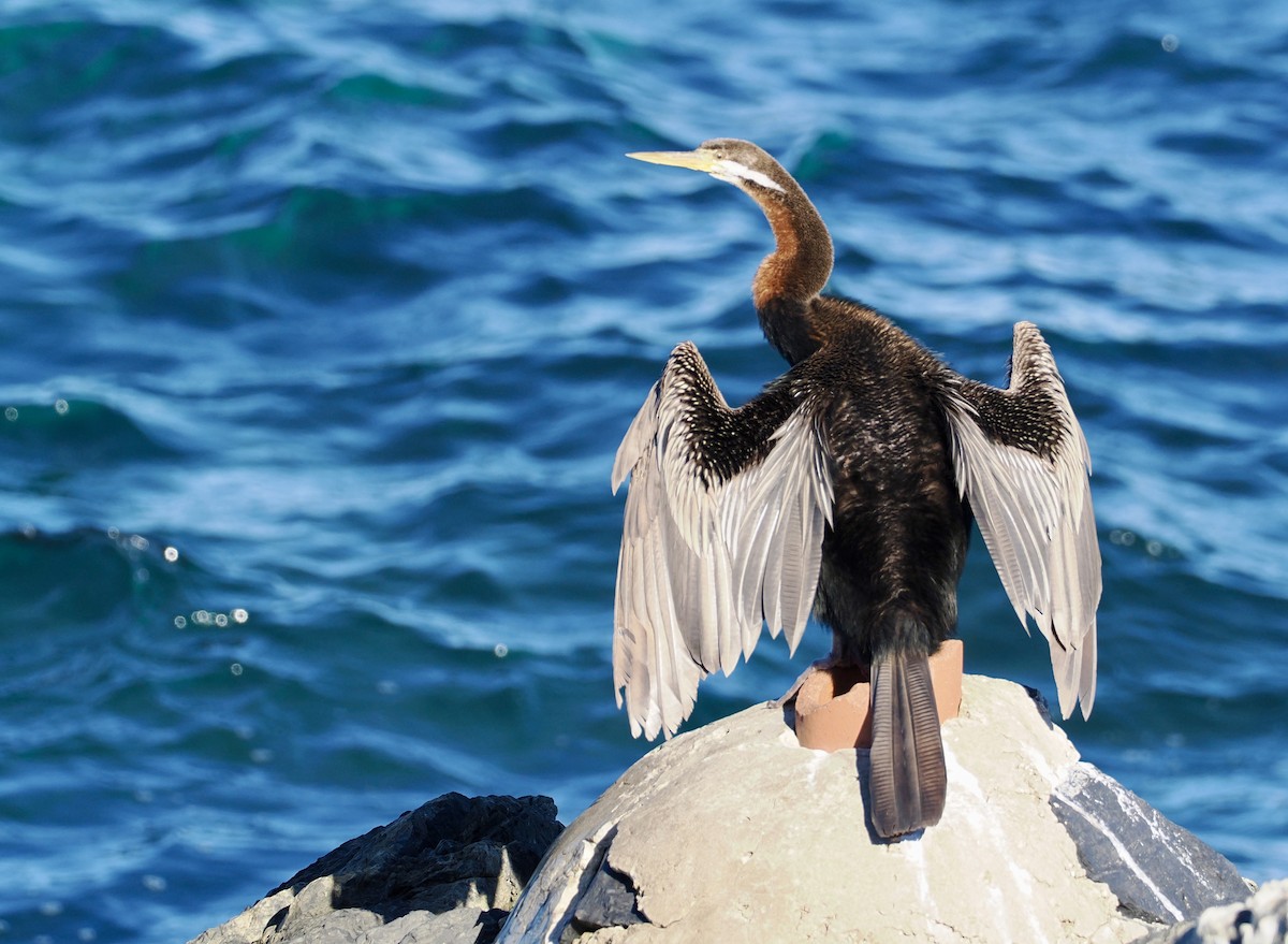 Anhinga d'Australie - ML620244277