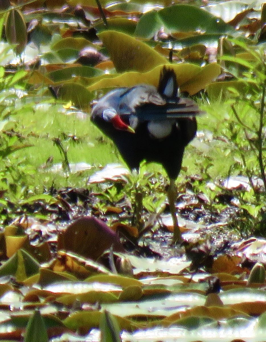 Purple Gallinule - ML620244285