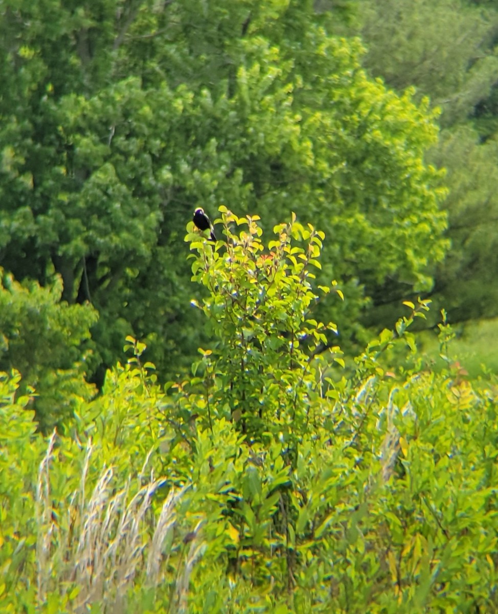 Bobolink - Becky Howard