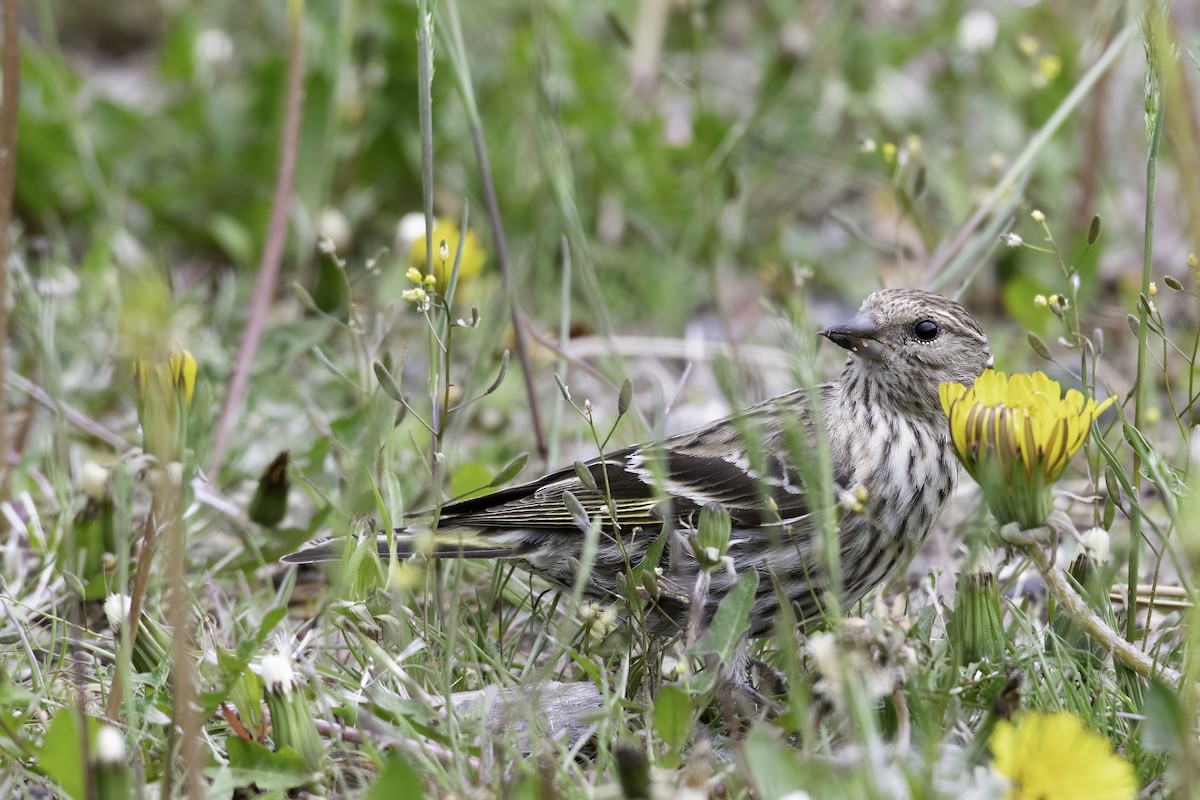 Pine Siskin - ML620244297