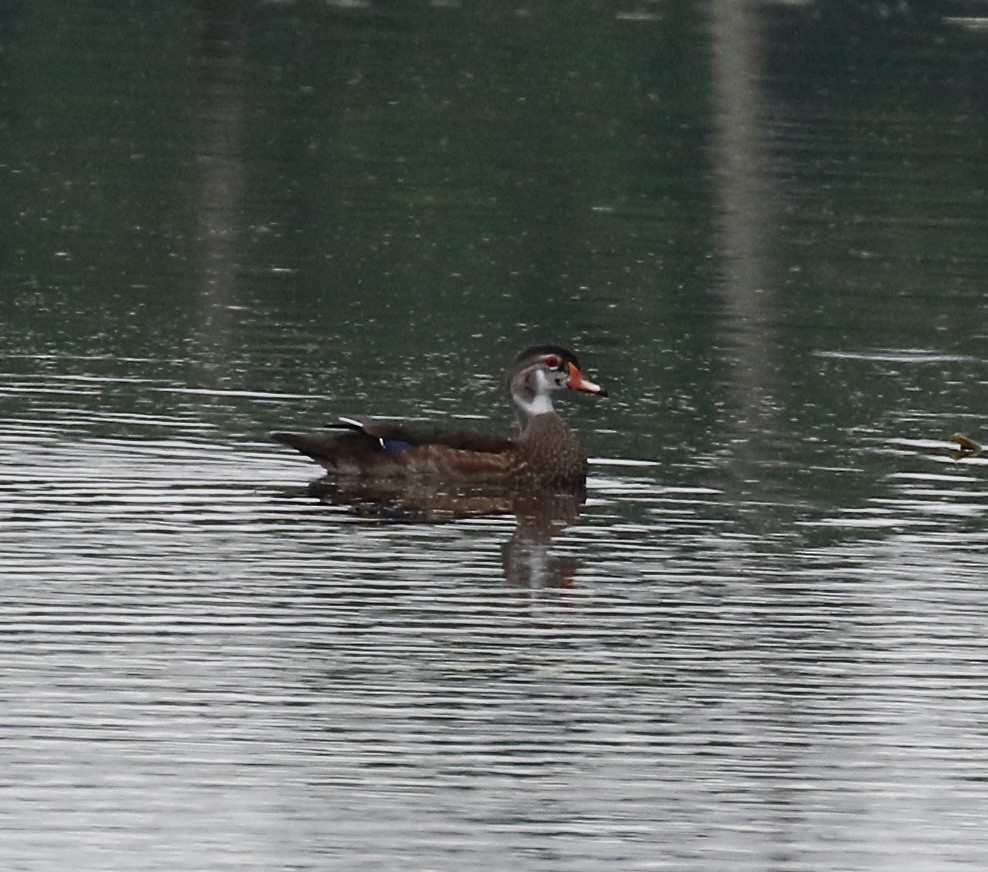 Wood Duck - ML620244309