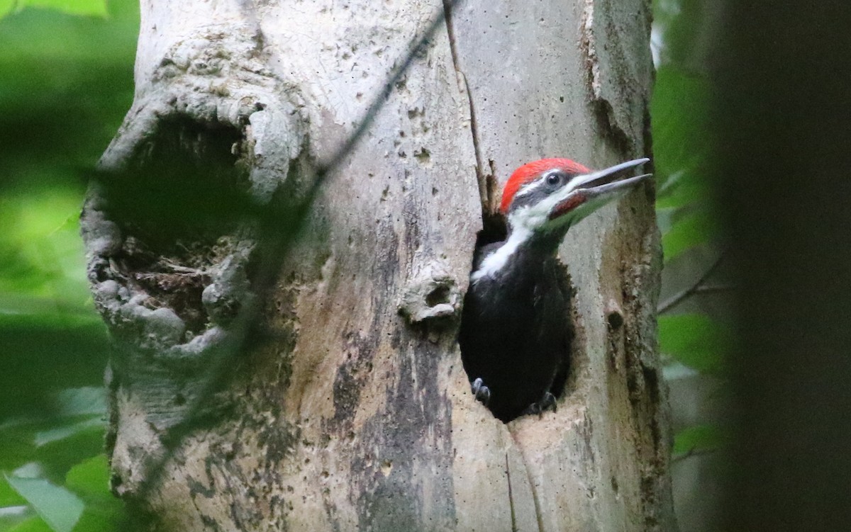 Pileated Woodpecker - ML620244312