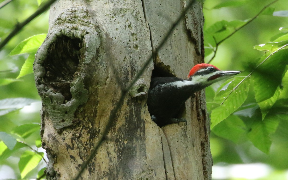 Pileated Woodpecker - ML620244313