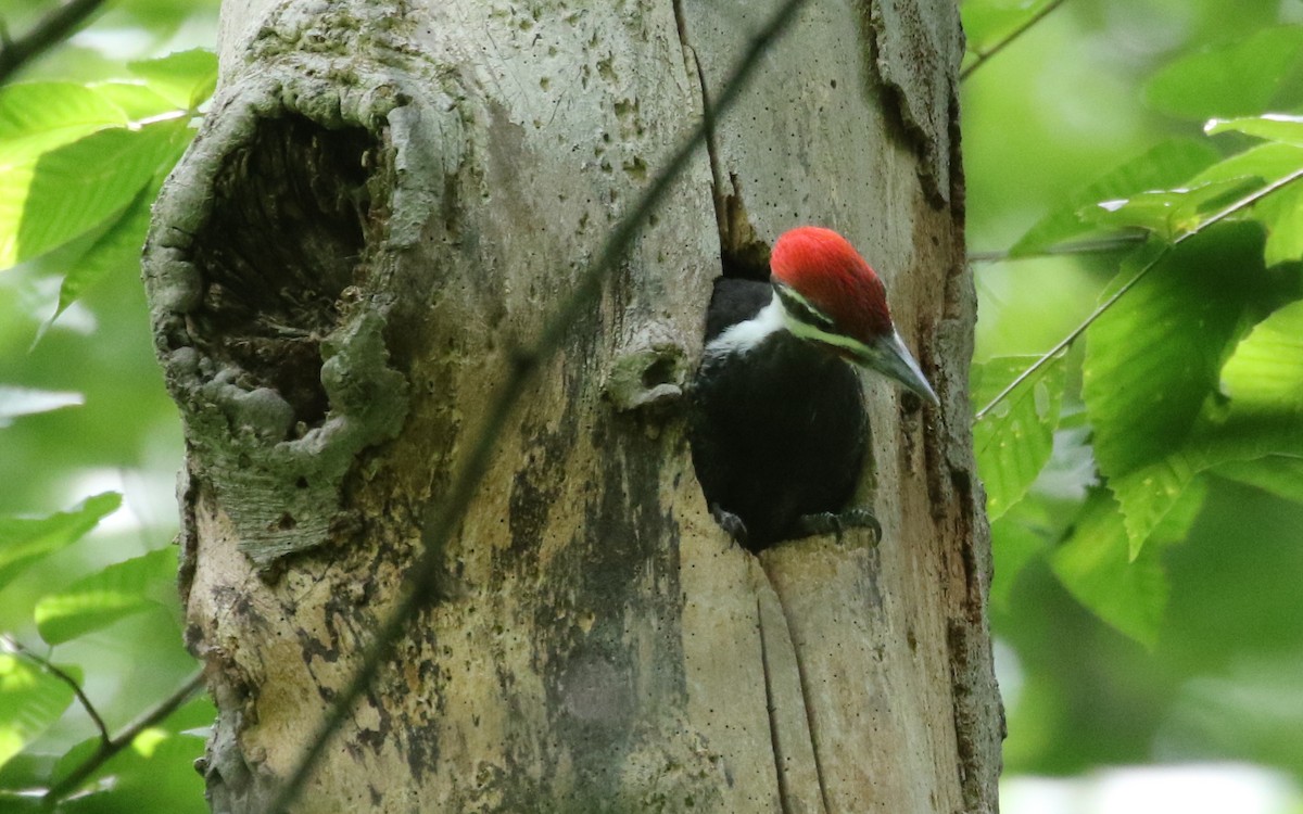 Pileated Woodpecker - ML620244314