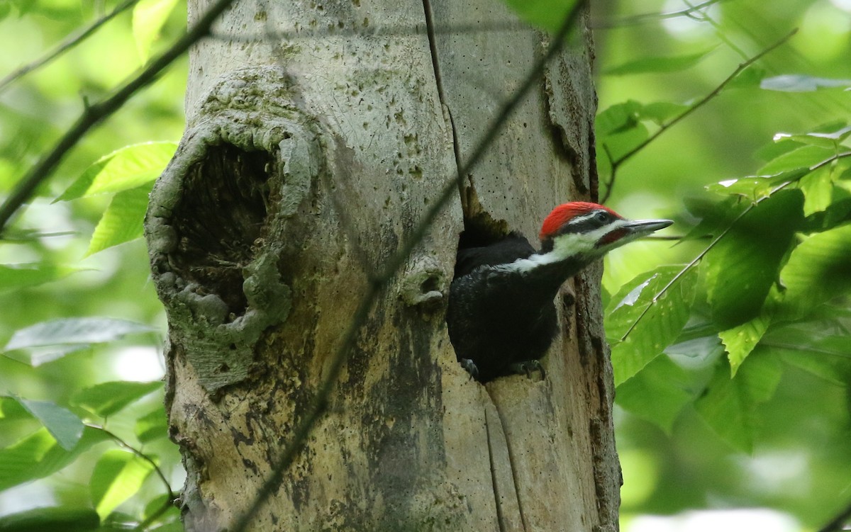 Pileated Woodpecker - ML620244318