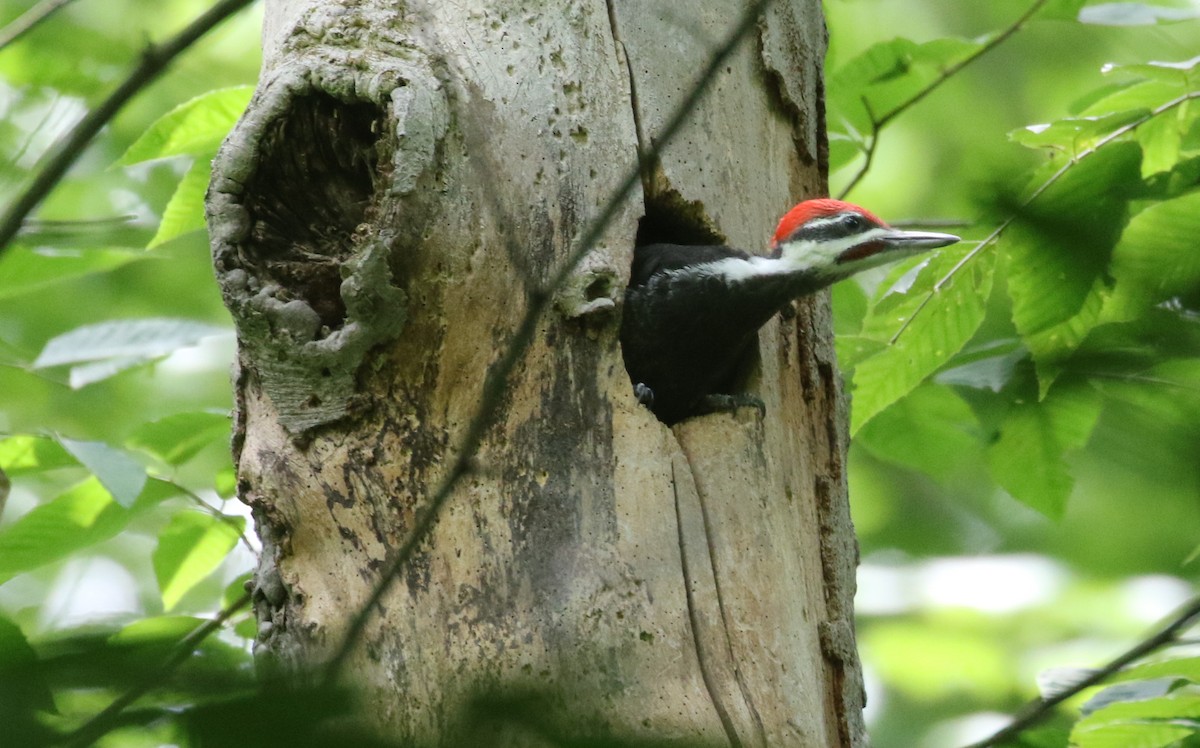 Pileated Woodpecker - ML620244319