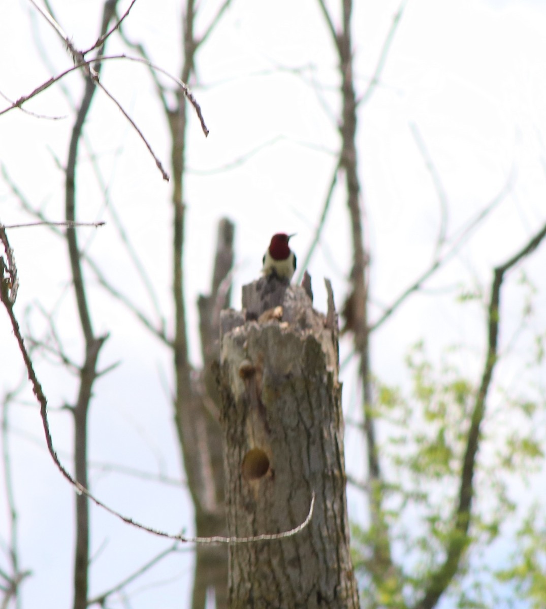 Red-headed Woodpecker - ML620244322