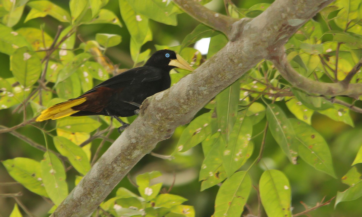 Crested Oropendola - ML620244324