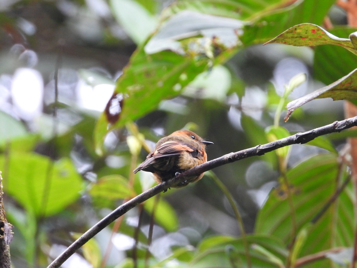 Cinnamon Flycatcher - ML620244326