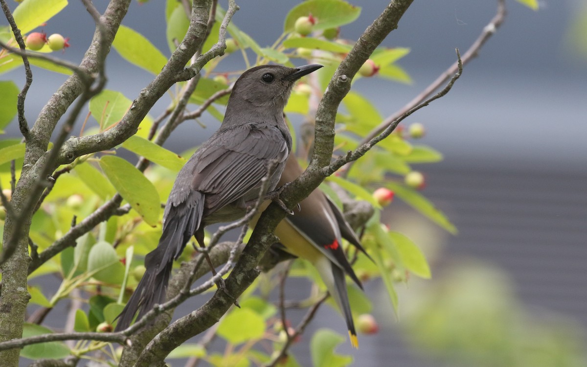 Gray Catbird - ML620244329