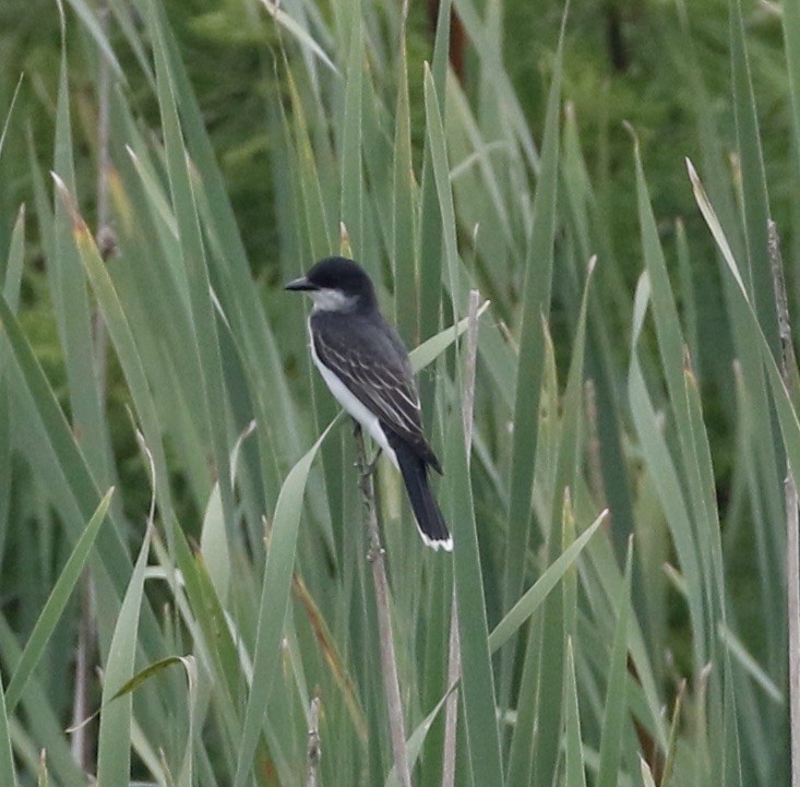 Eastern Kingbird - ML620244340