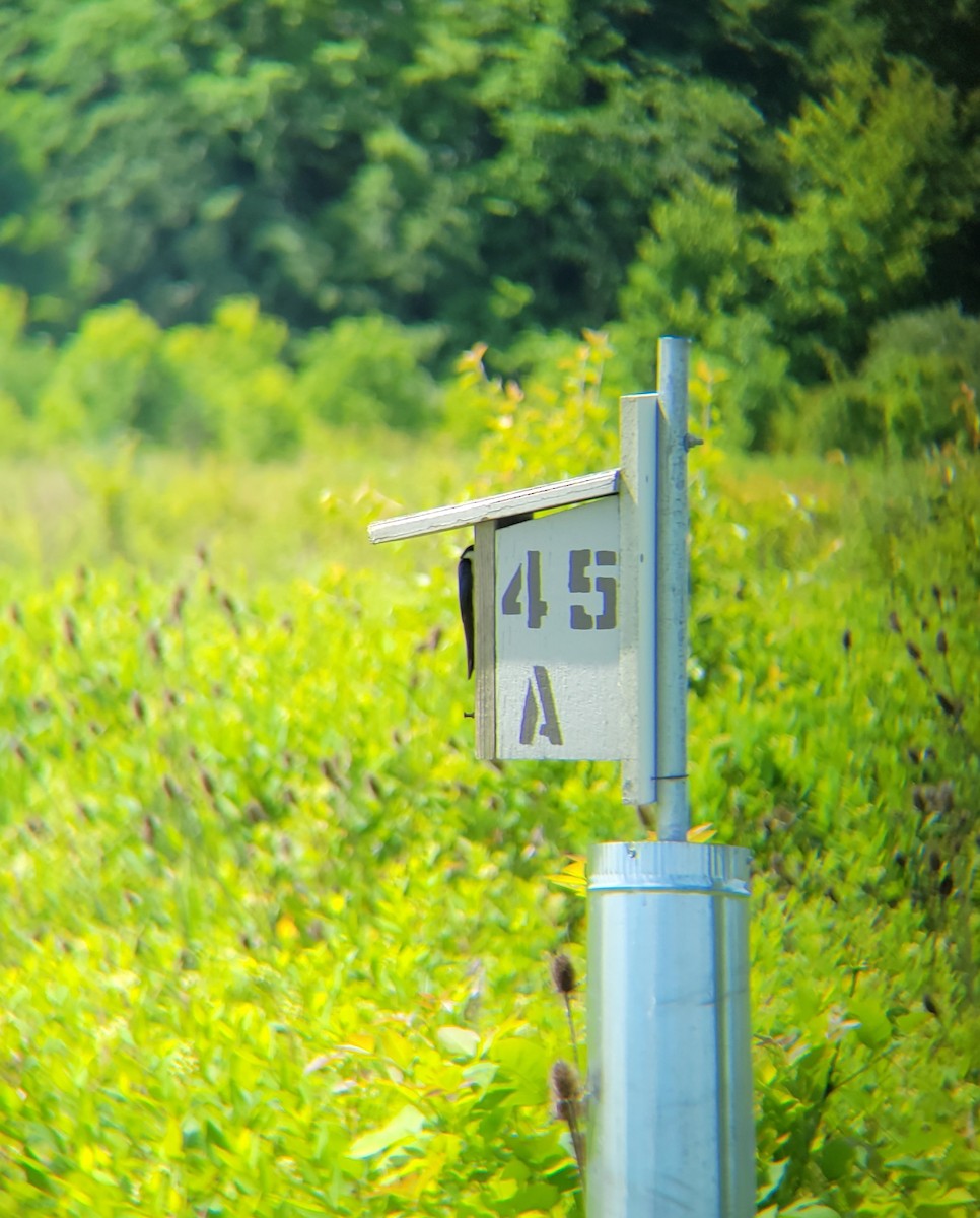 Tree Swallow - ML620244347