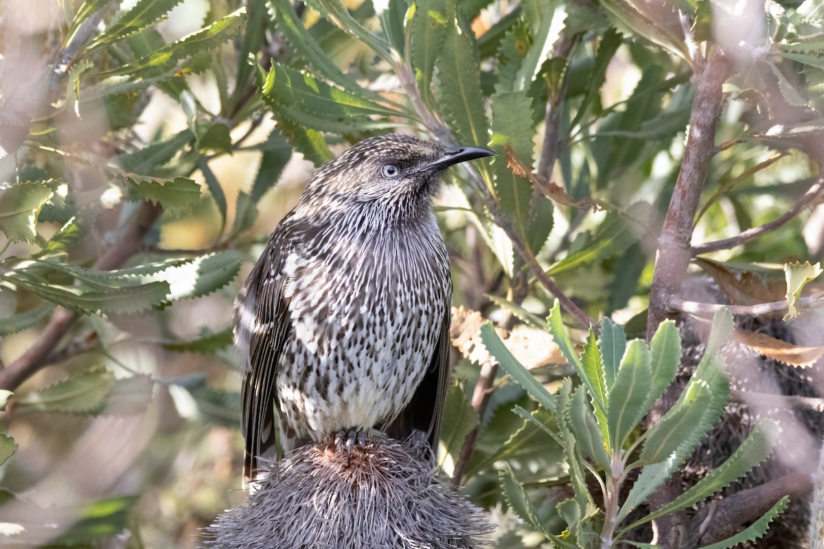 Little Wattlebird - ML620244349