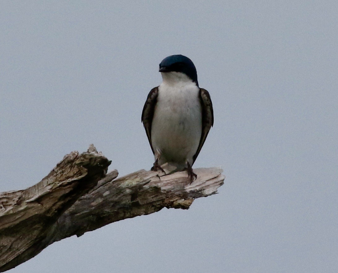 Golondrina Bicolor - ML620244355