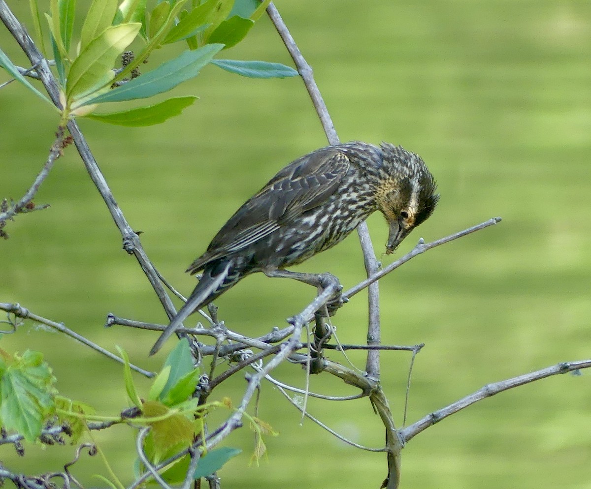 Red-winged Blackbird - ML620244357