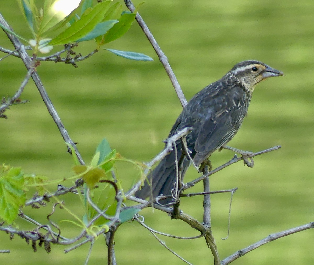 Red-winged Blackbird - ML620244360