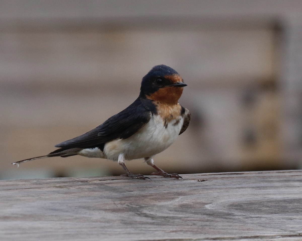 Barn Swallow - ML620244368