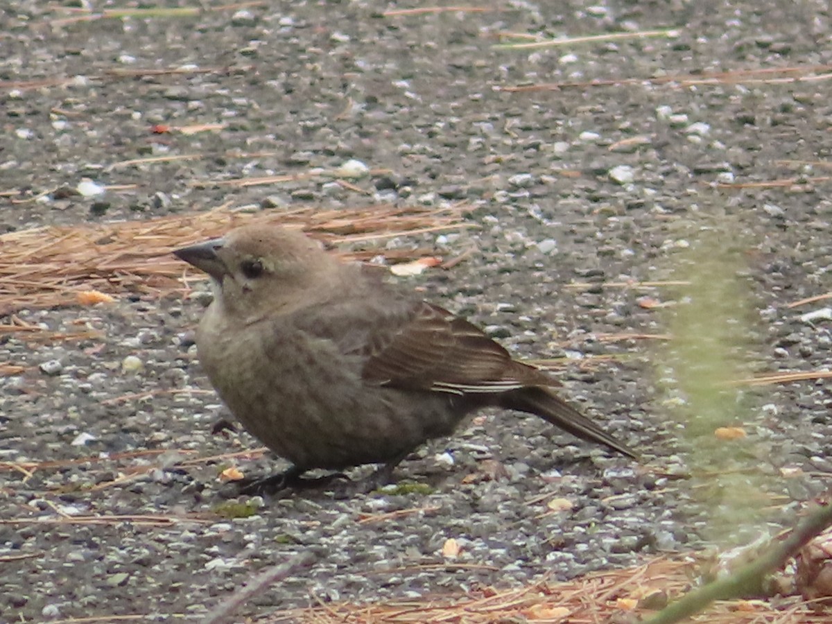 Brown-headed Cowbird - ML620244370