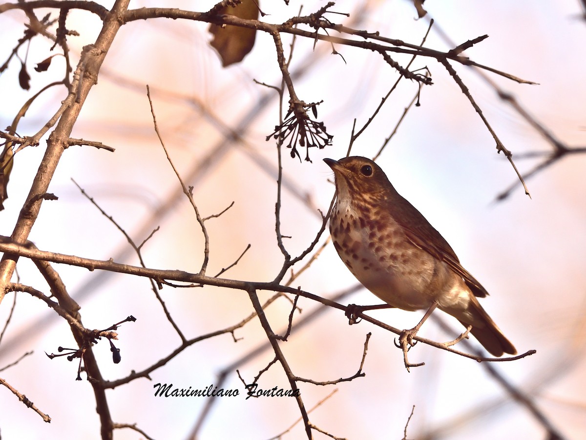 Swainson's Thrush - ML620244377