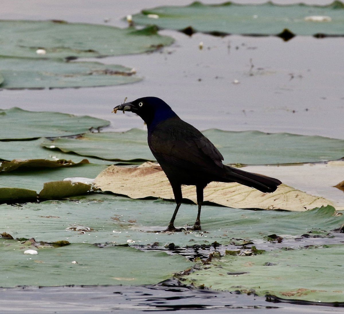 Common Grackle - ML620244385